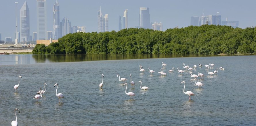 Ras Al Khor